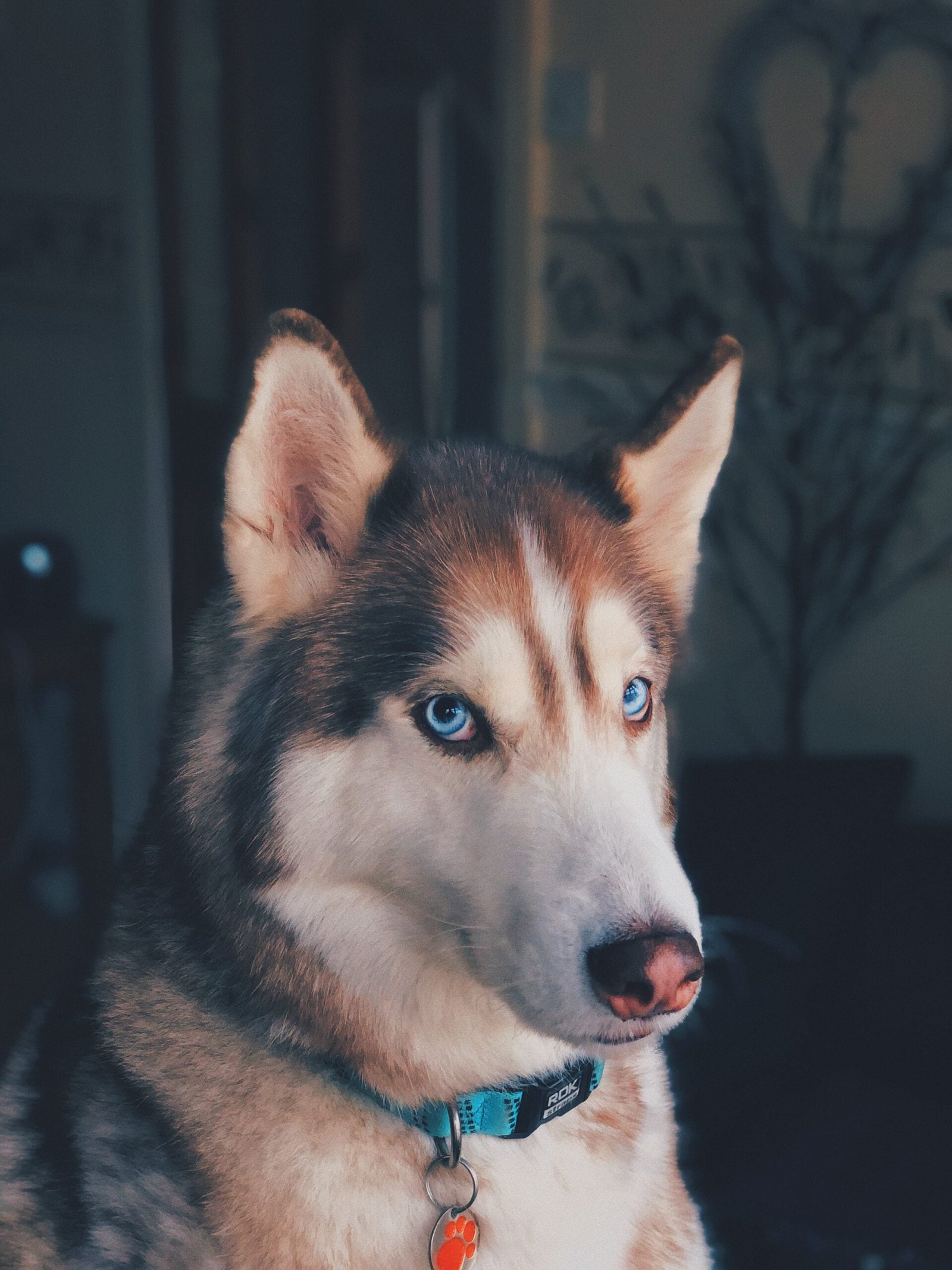 A husky dog with dreamy eyes looking straight into the camera