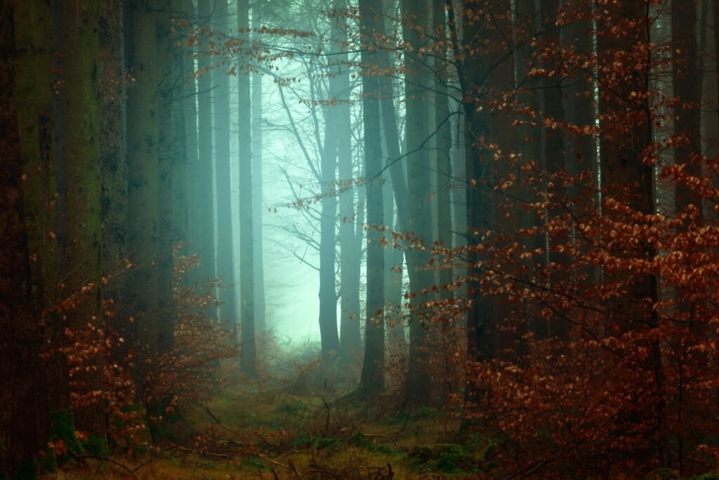 A spooky forest reminiscing of a nightmare
