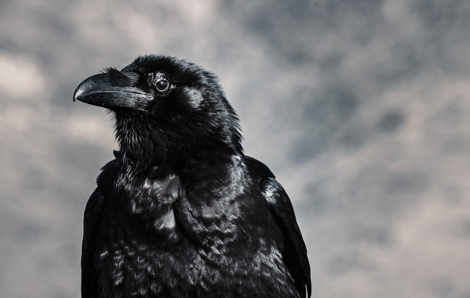 A raven looking into the distance