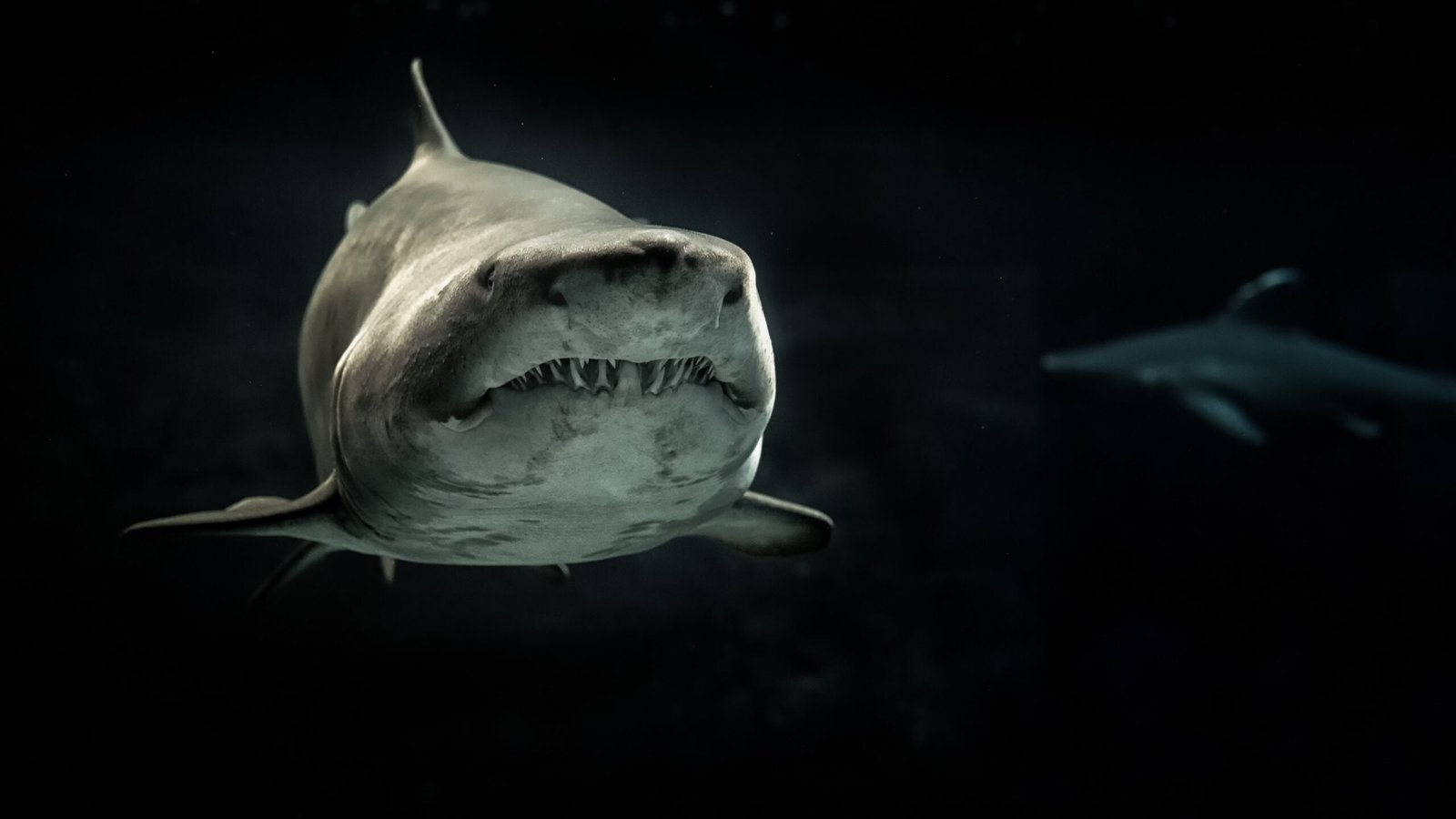 A shark with big teeth