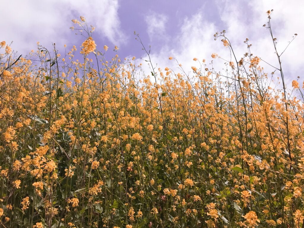 A dreamlike field of yellow flowers