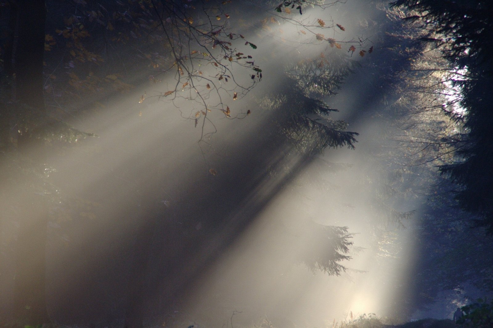 Photograph of a dreamlike fog in a forest