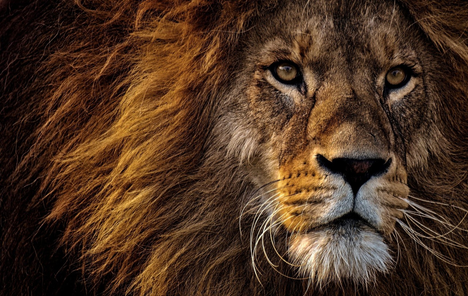 A lion looking fierce
