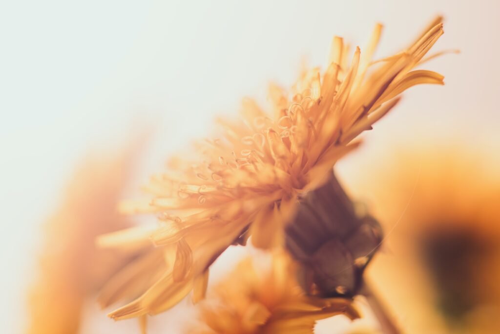 A dreamlike closeup of a yellow dandelion