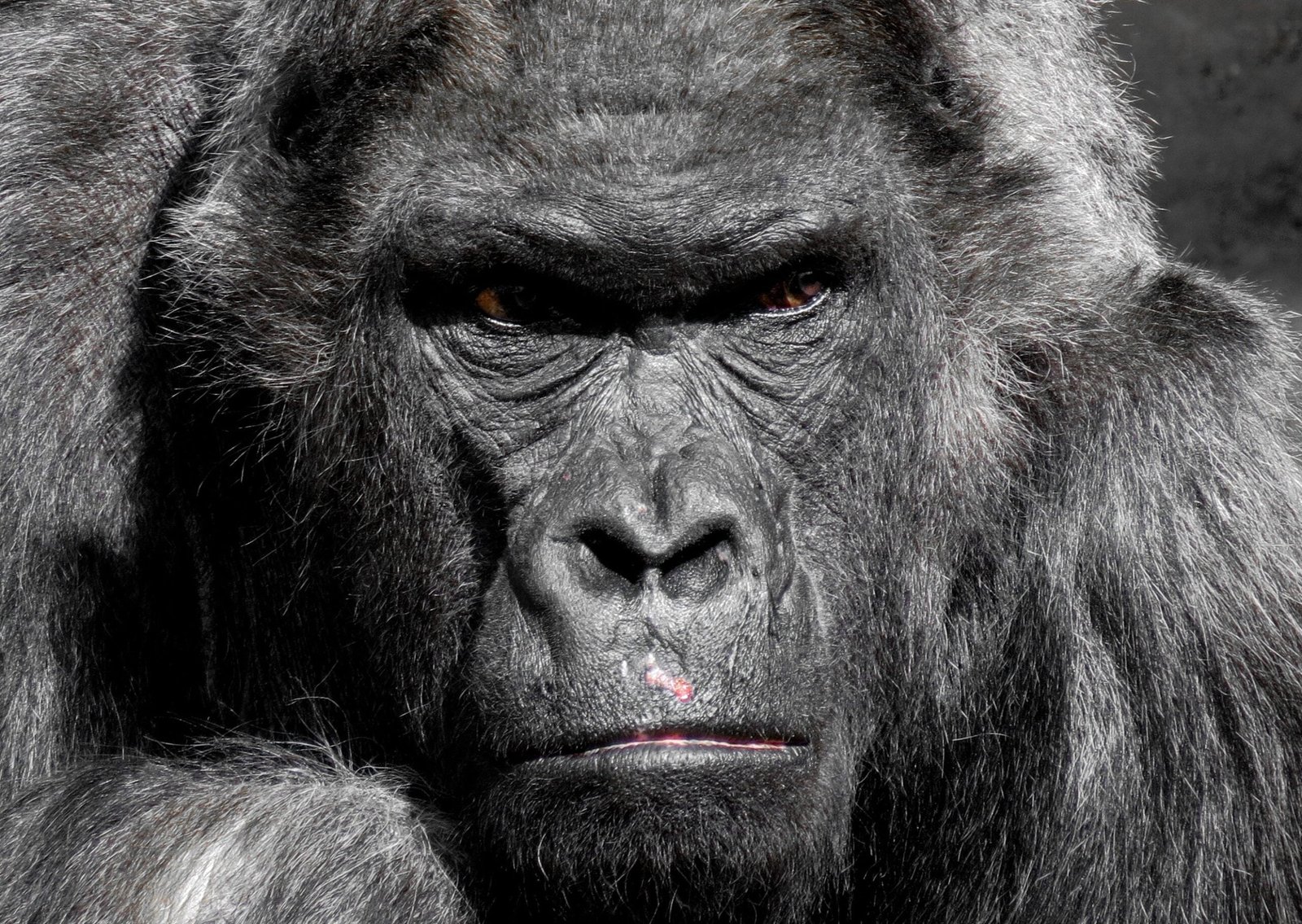 Photograph of a gorilla