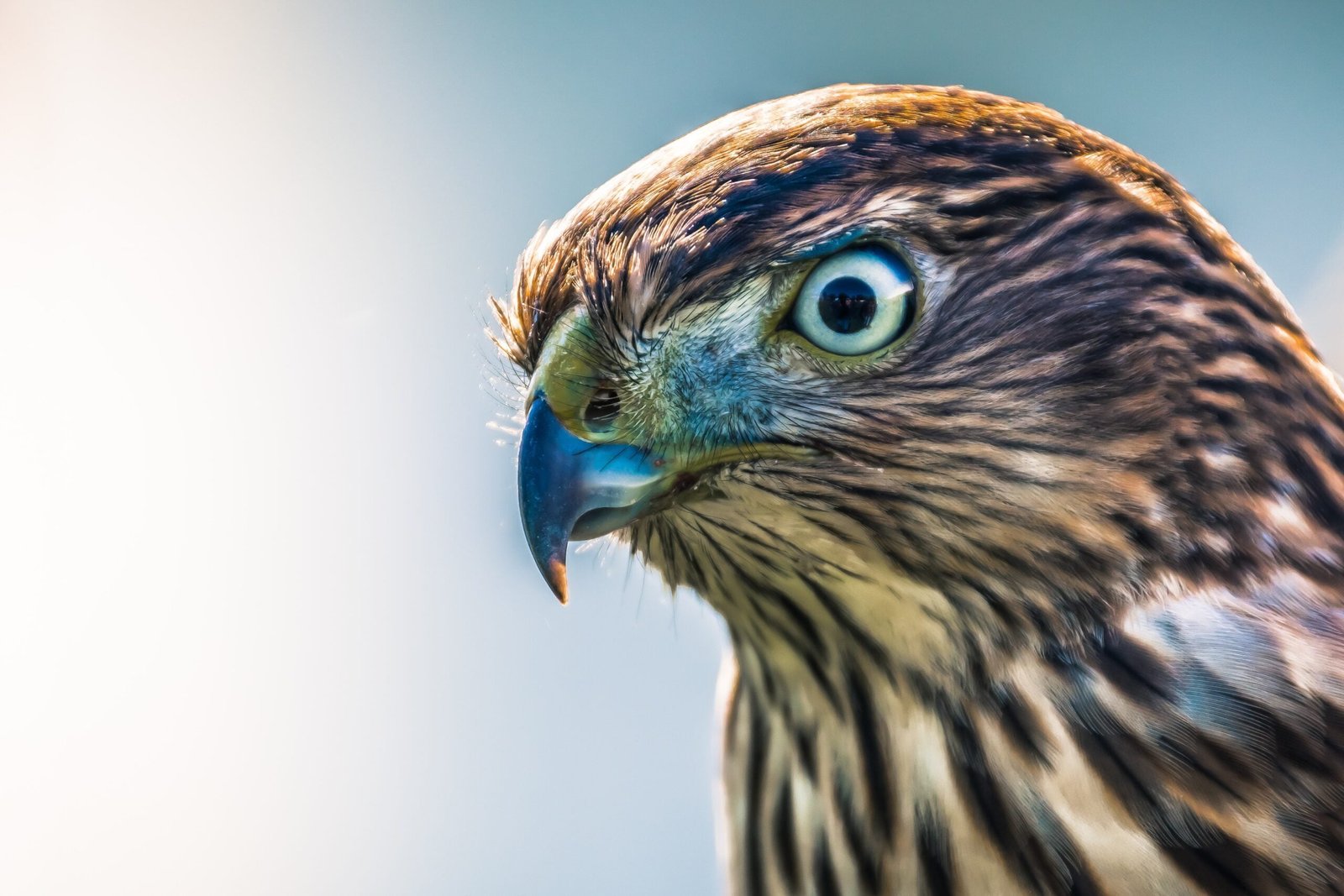 Photograph of a hawk