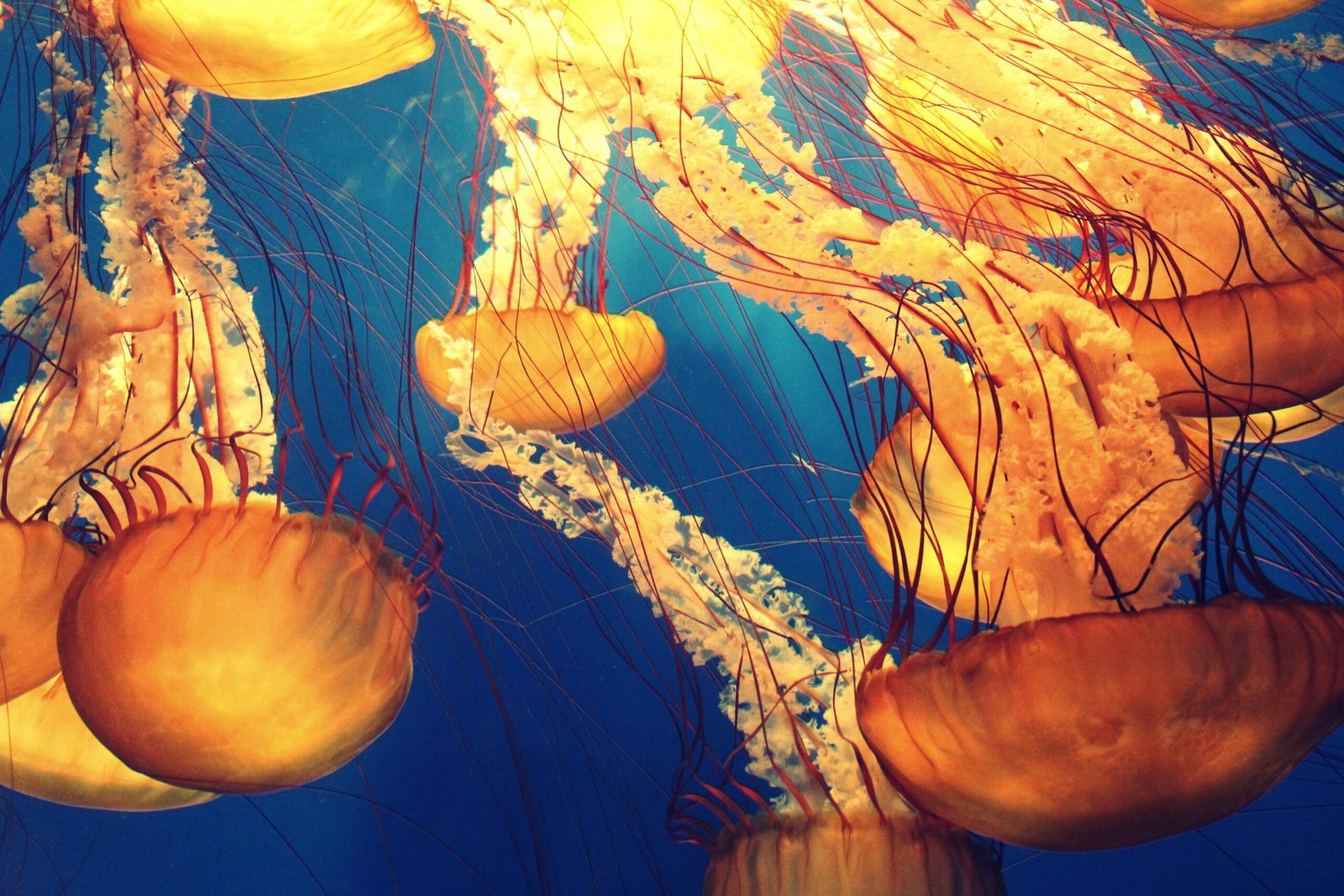 A photograph of yellow jellyfish swimming
