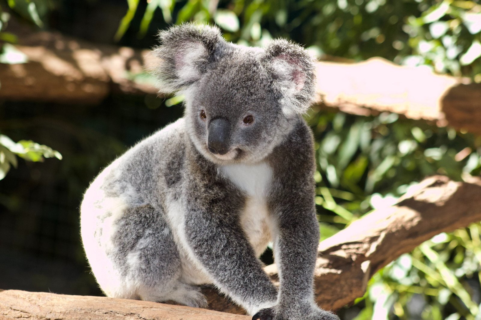 A photograph of a koala