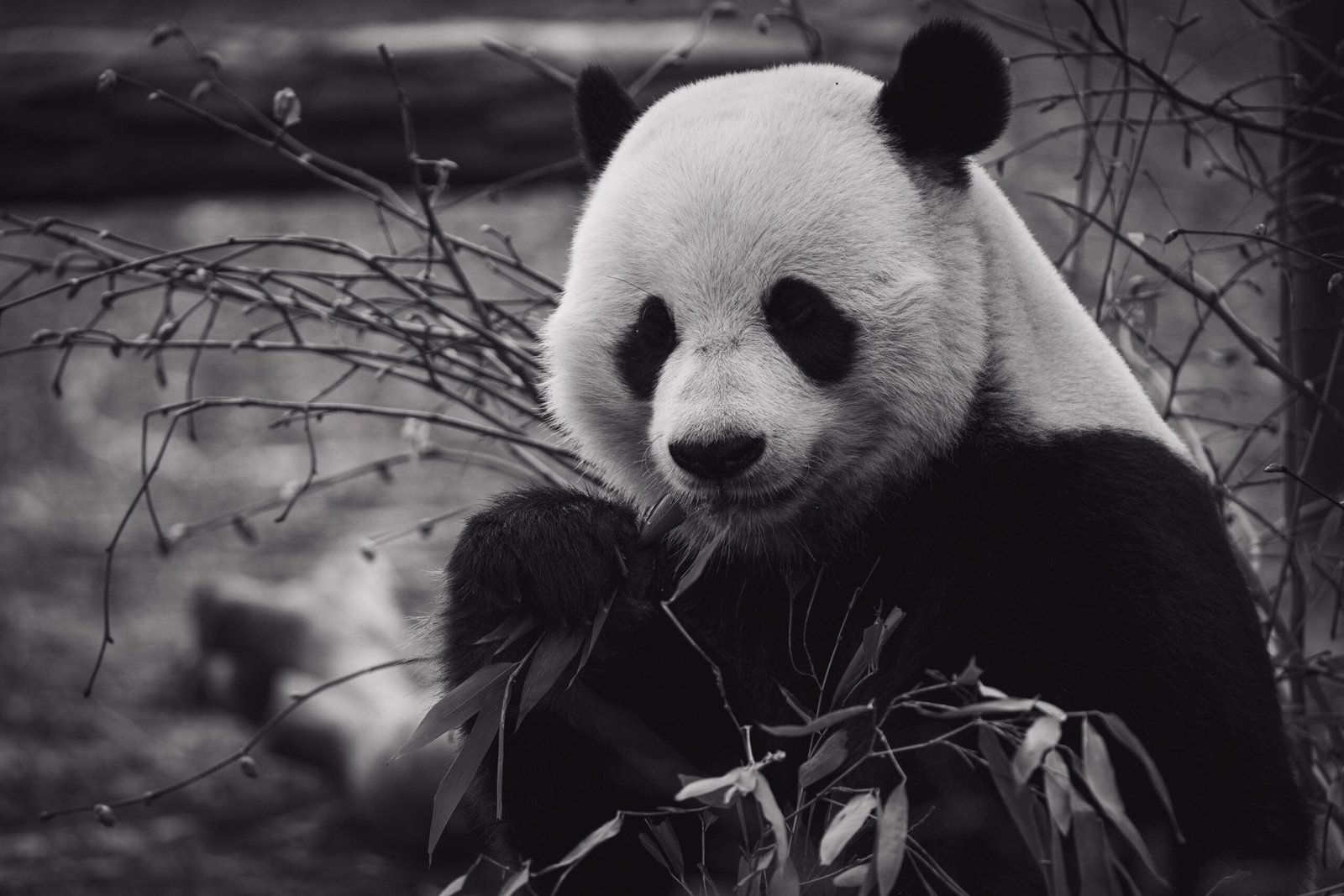 A photograph of a panda eating