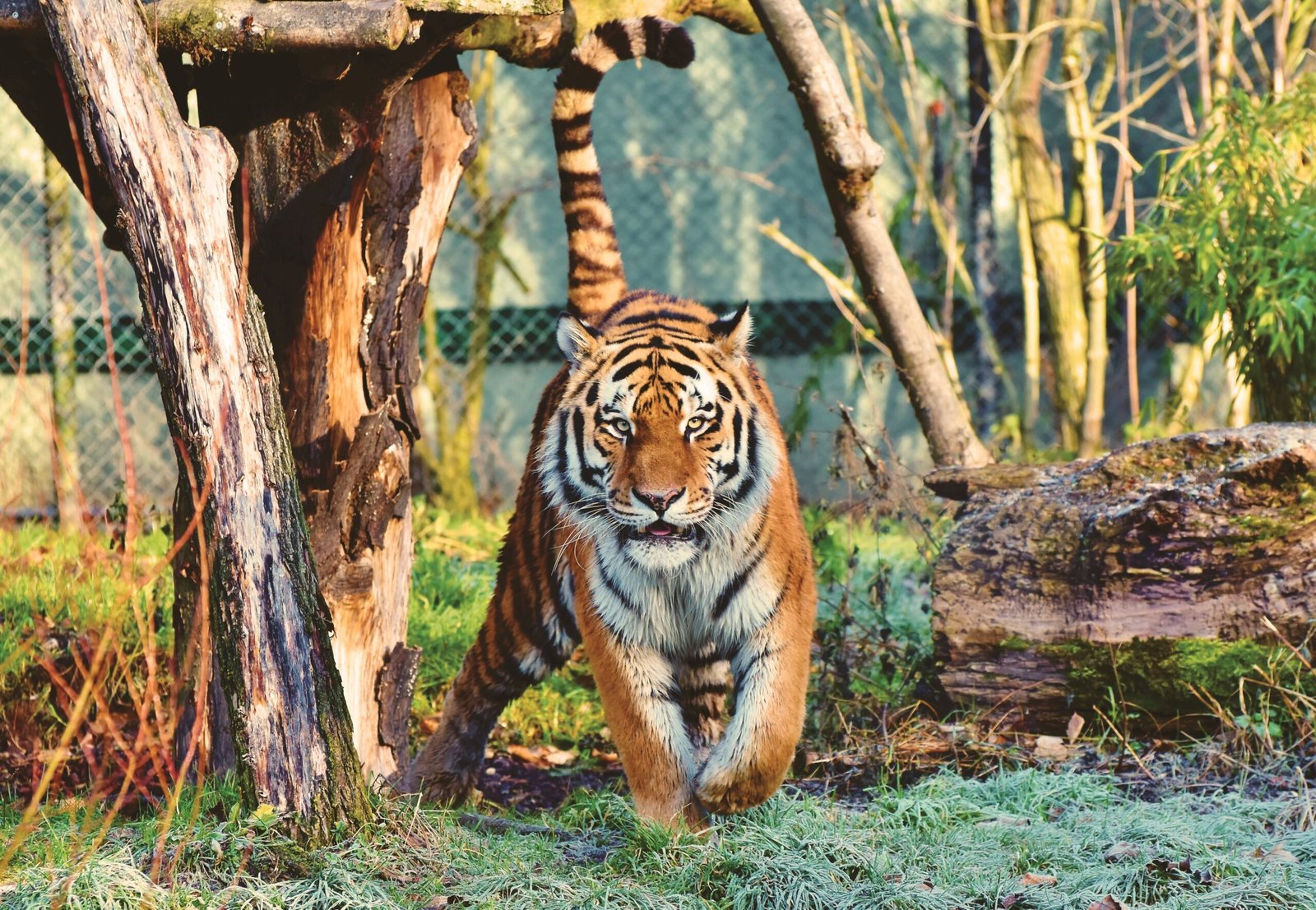 A photograph of a tiger in a zoo