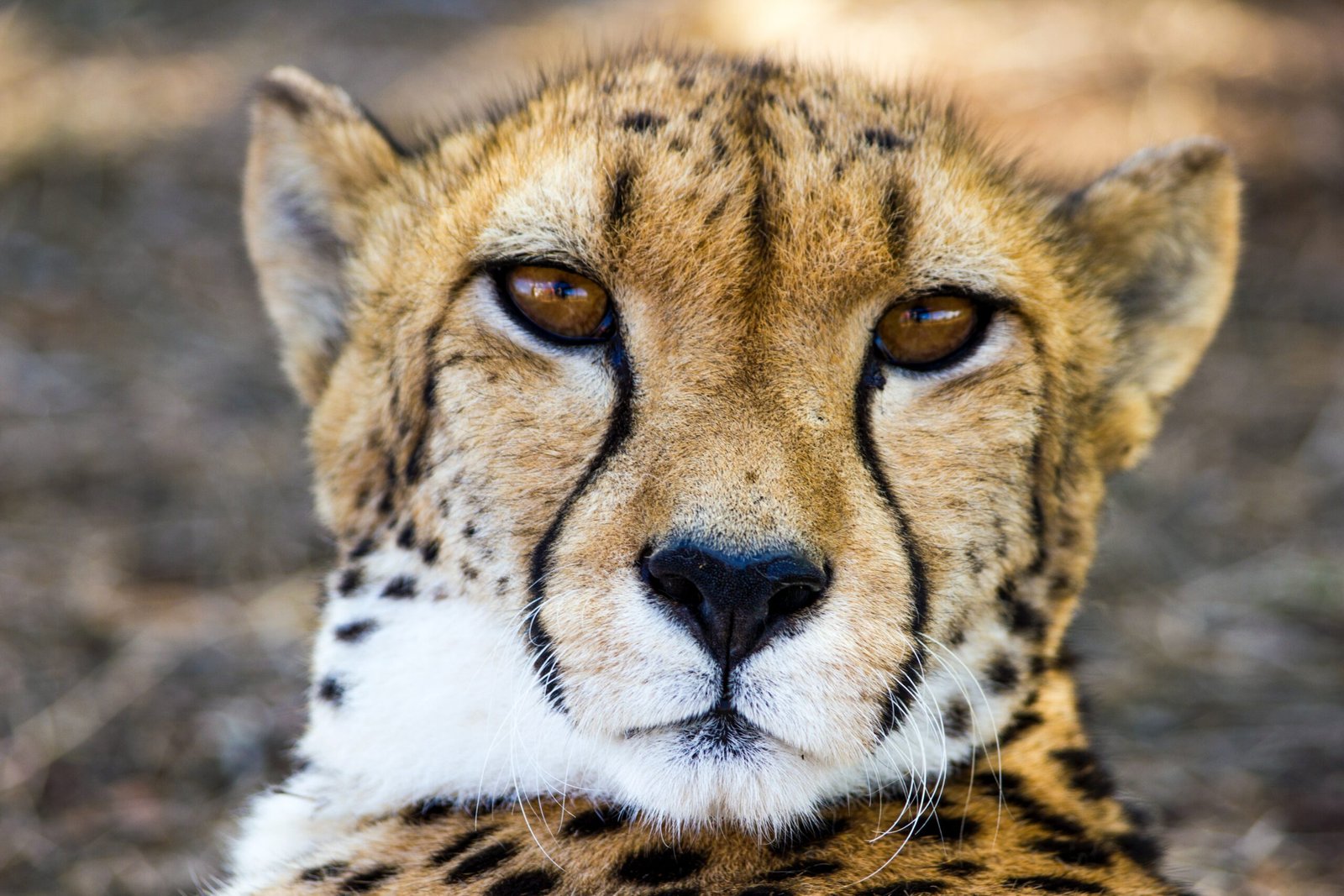 Face of a cheetah