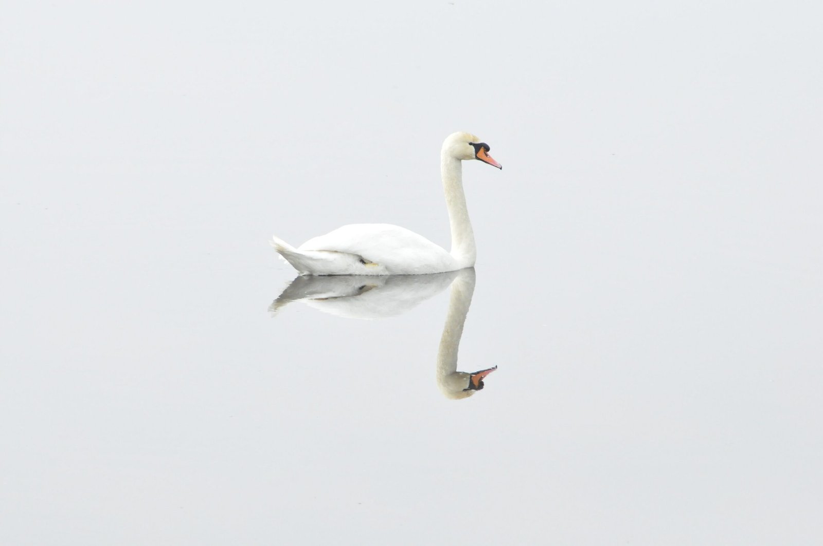 A swan in a mirror-like lake