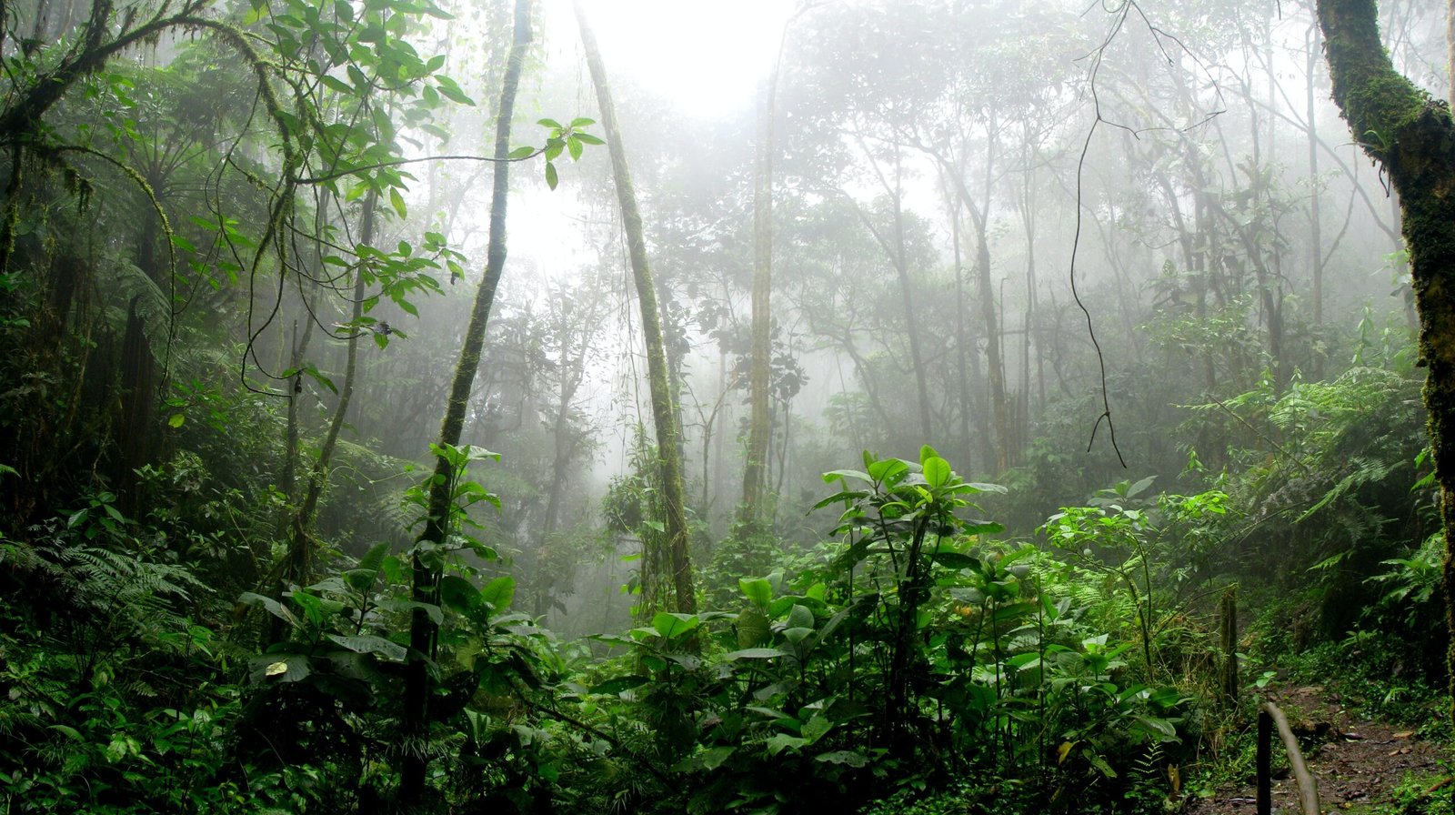 A misty jungle