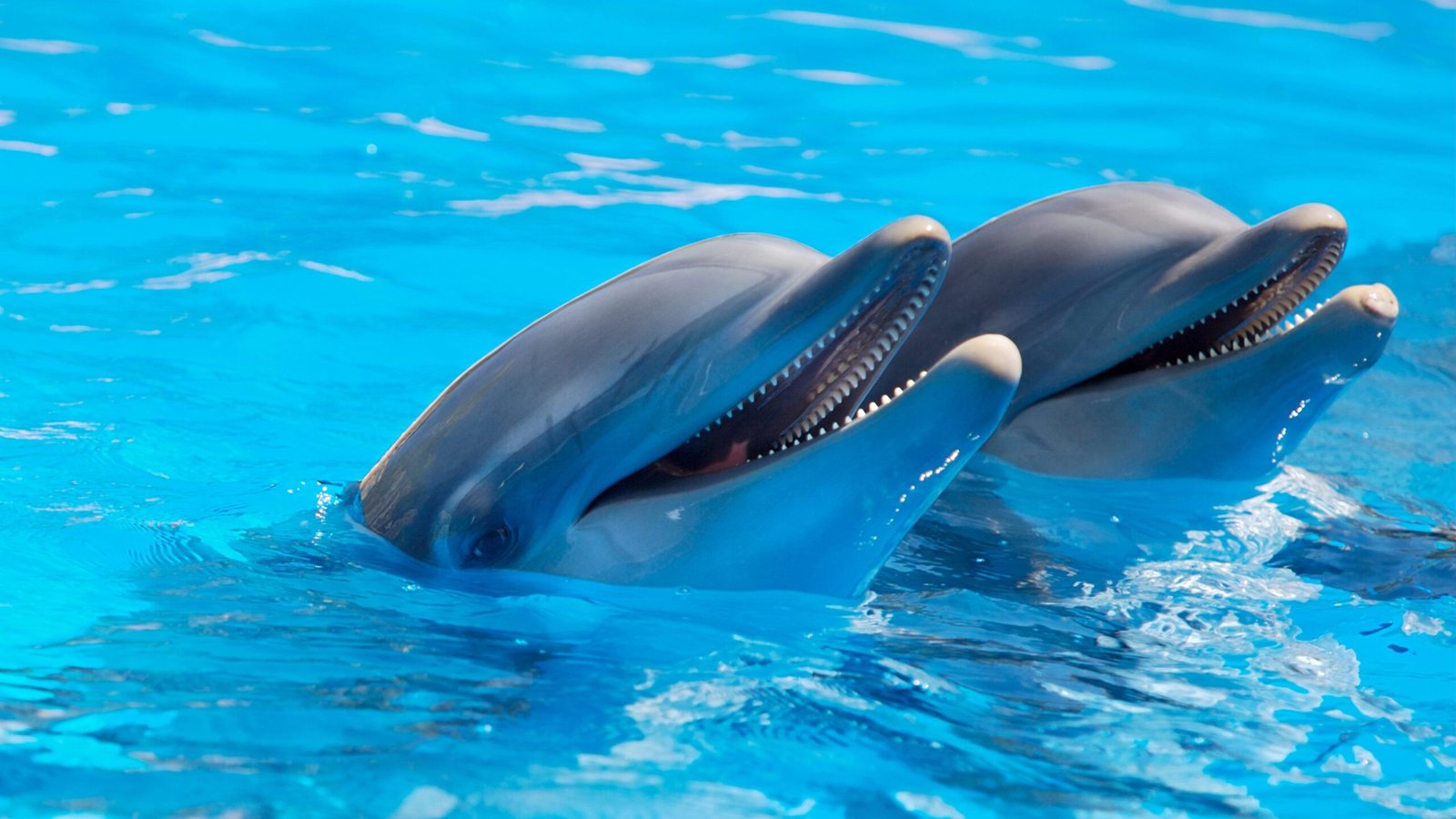 A pair of dolphins in blue waters